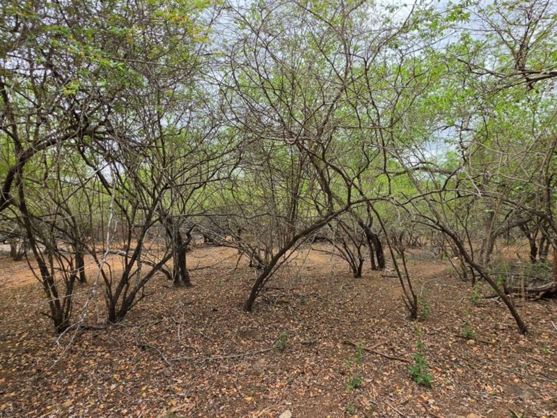 A view of the vacant residential land featuring established trees and natural ground cover.