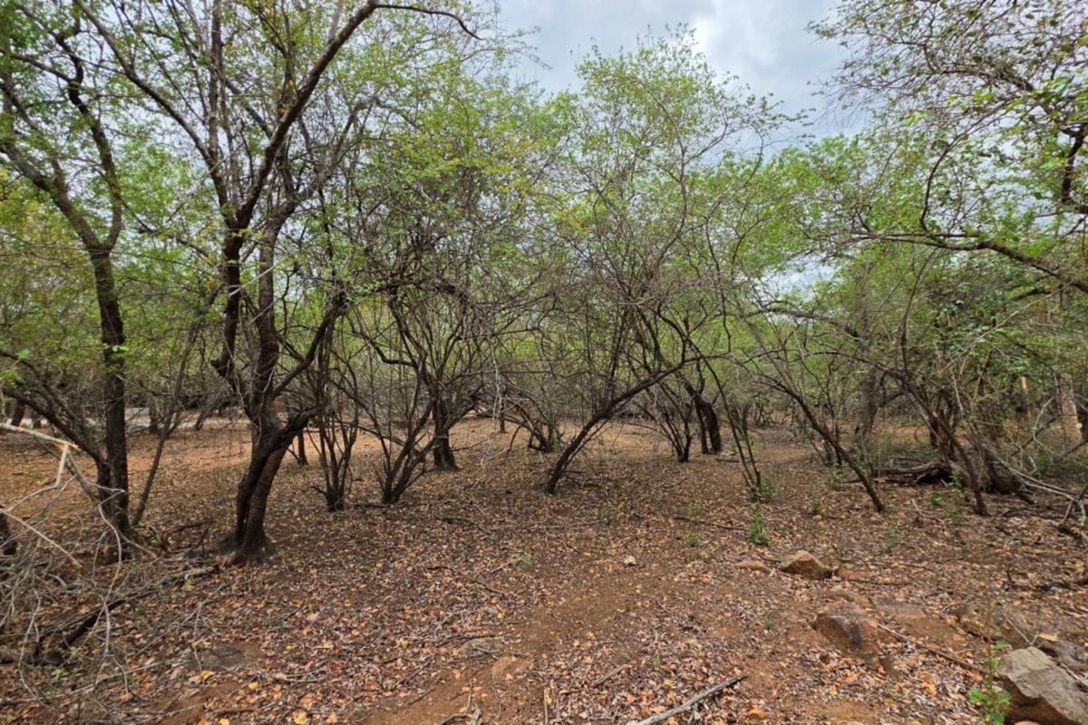 A view of the vacant residential land featuring mature trees and natural ground cover.