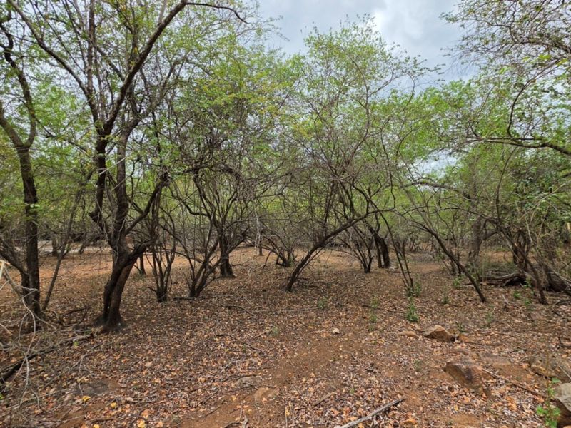 A view of the vacant residential land featuring mature trees and natural ground cover.