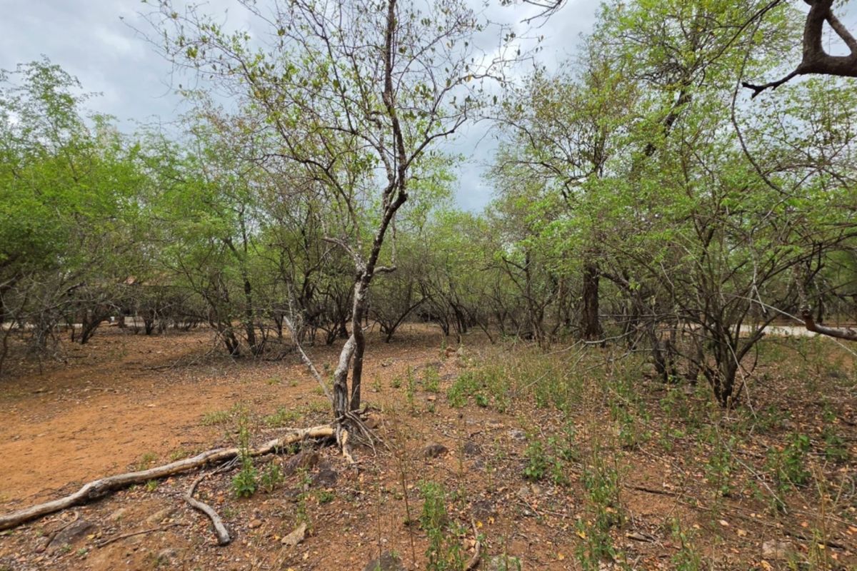 A view of the vacant residential land featuring natural vegetation, native trees, and unimproved soil, suitable for development.