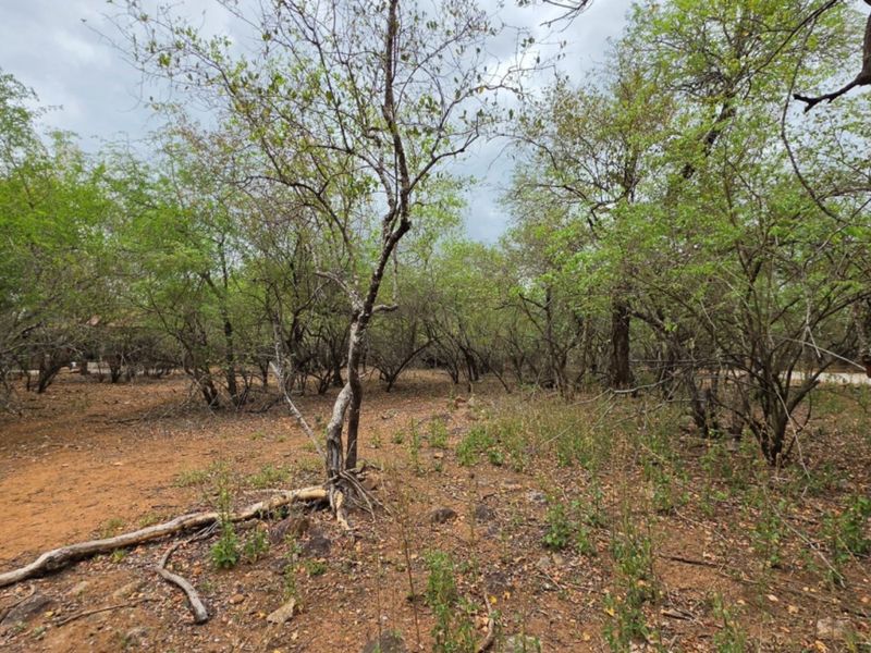 A view of the vacant residential land featuring natural vegetation, native trees, and unimproved soil, suitable for development.