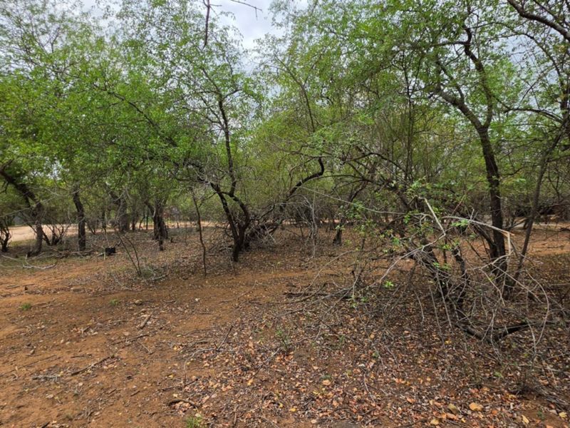 A view of the vacant residential land featuring mature trees and natural ground cover.