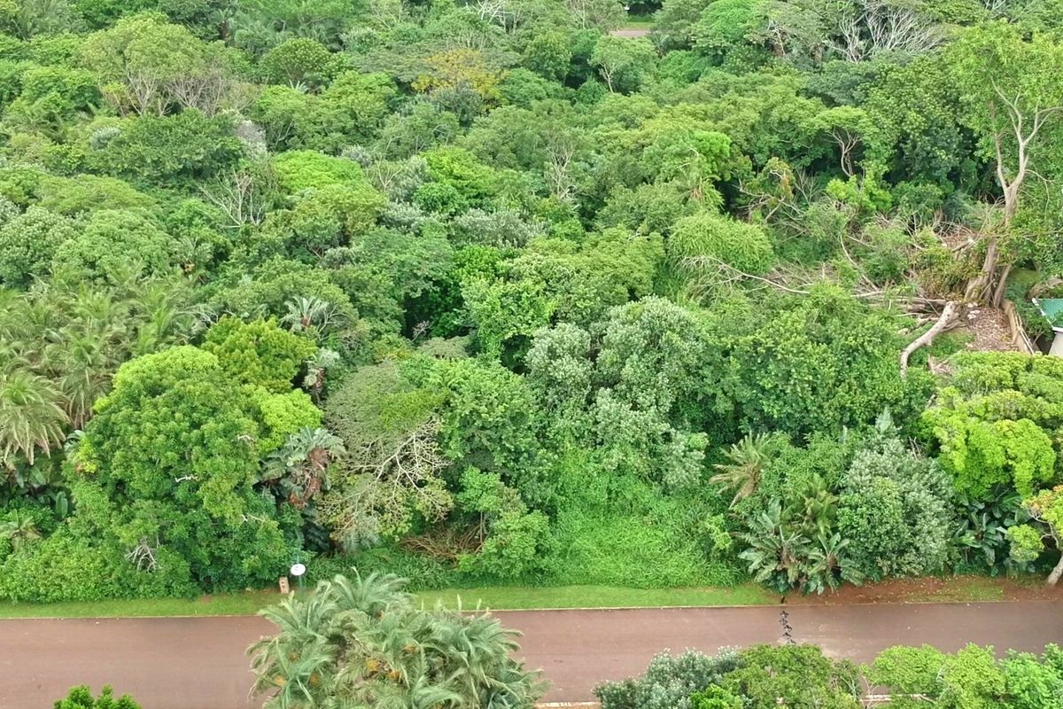 An aerial view of a heavily wooded residential plot featuring dense mature trees and natural vegetation.