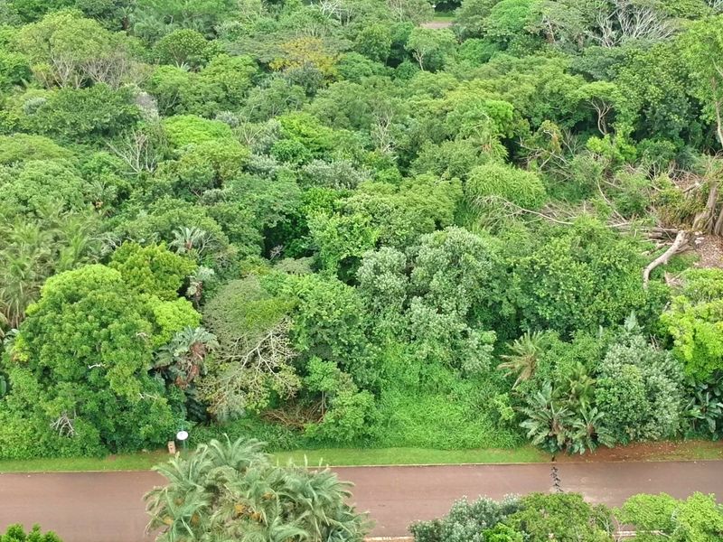 An aerial view of a heavily wooded residential plot featuring dense mature trees and natural vegetation.