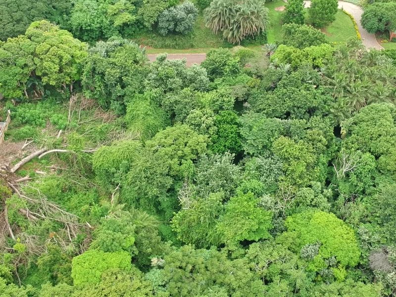 An aerial view of a heavily wooded residential plot featuring dense mature trees and vegetation with a fallen tree visible on the property.