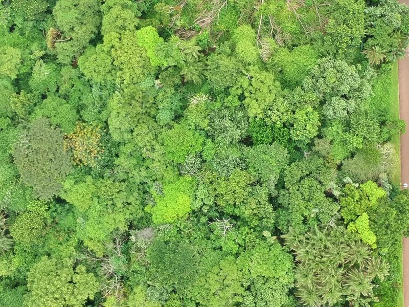 An aerial view of a residential plot featuring dense natural vegetation and adjacent paved road access.