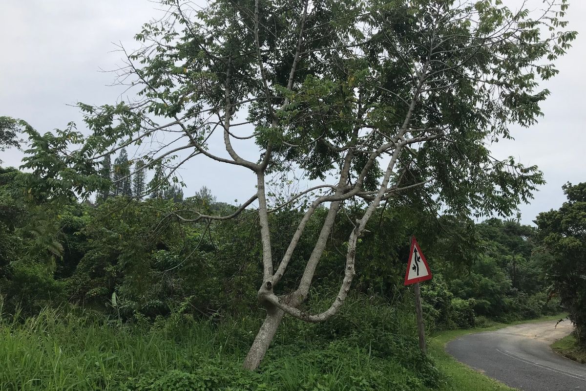 Perfect for a Home of your dreams in a Peaceful environment. - Photo 3