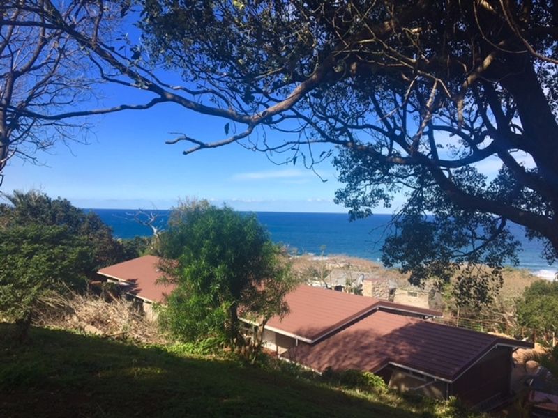 Elevated view overlooking the coastline and ocean, framed by mature trees and natural vegetation.