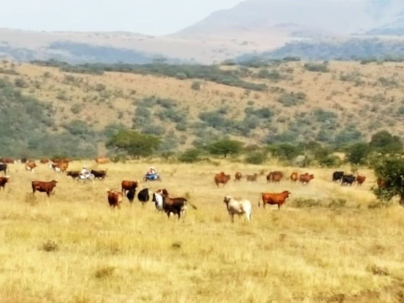 747 Hectares of Incredible Potential! - Photo 9