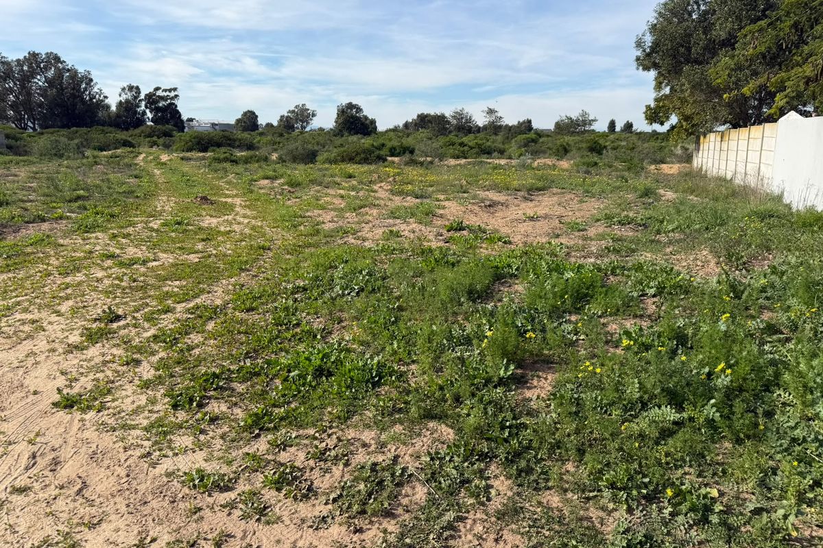 A vacant residential plot featuring natural vegetation, sandy ground, and a boundary wall, offering a blank canvas for future development.
