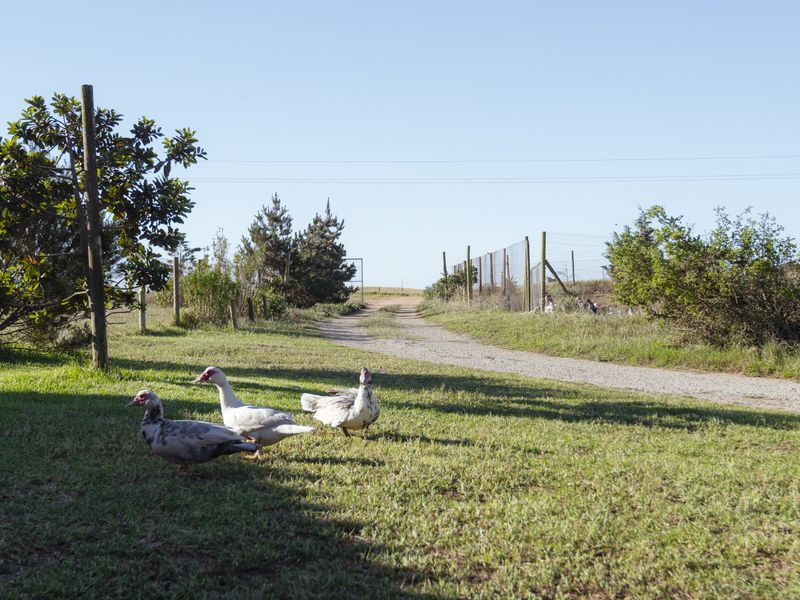 A view of the farm garden featuring a gravel driveway, wire mesh fencing, and established trees under a clear blue sky.