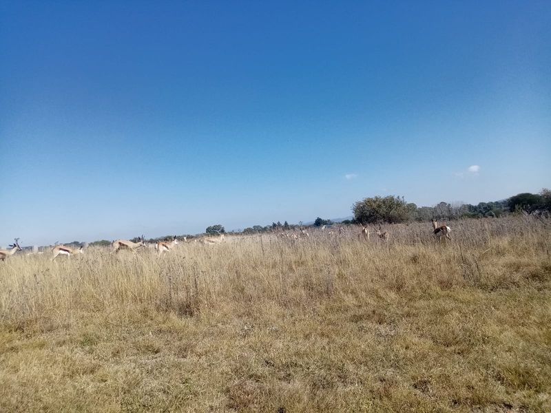 Vacant Land Residential For Sale In Parys - Photo 3