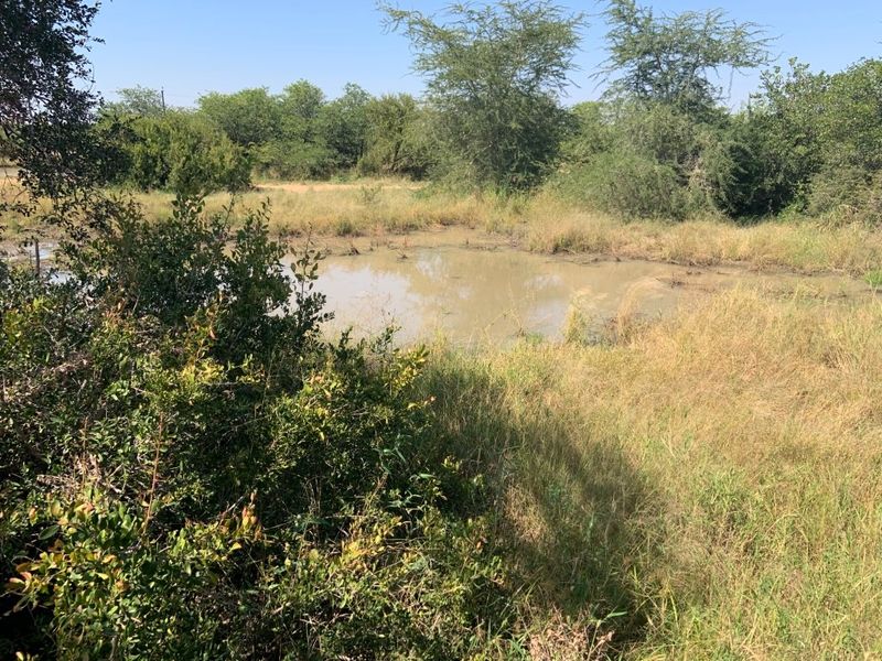 A natural pond situated within a grassy, bush-filled outdoor area, providing a rustic landscape feature.