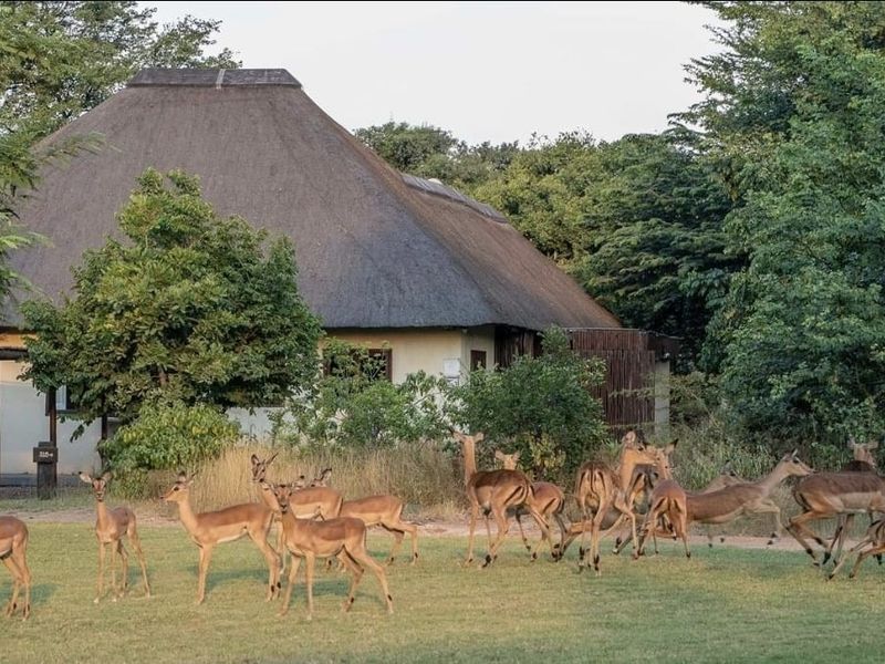 A charming bushveld property featuring a traditional thatch roof and a timber pergola, set within a natural garden environment.