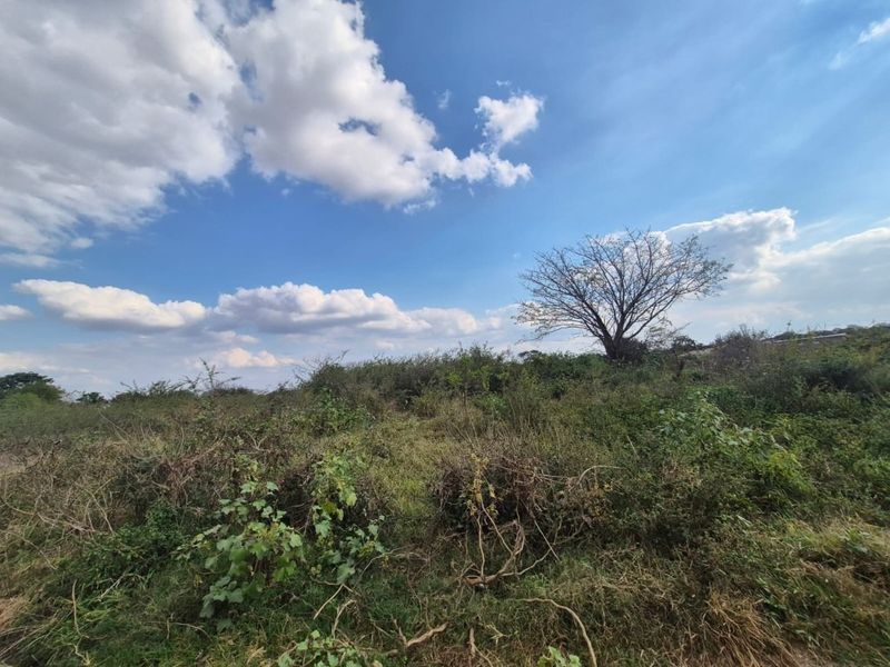 A view of a vacant residential plot featuring natural vegetation and a mature tree under a clear blue sky.