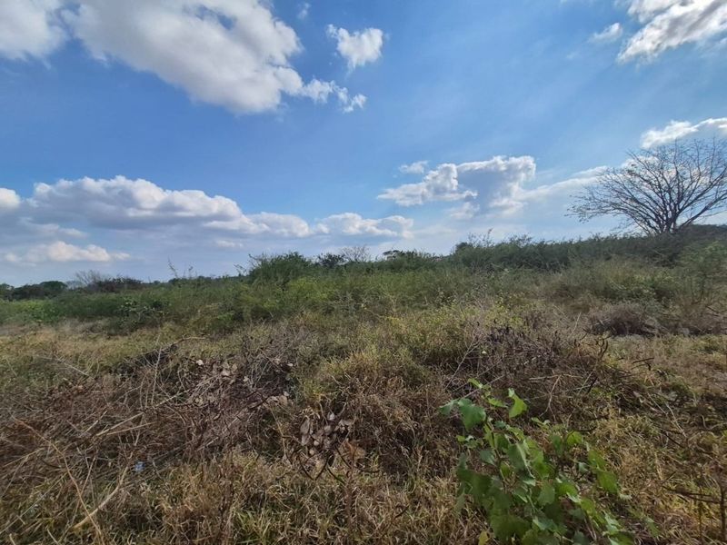A view of an undeveloped residential plot featuring natural vegetation and open space under a clear blue sky.