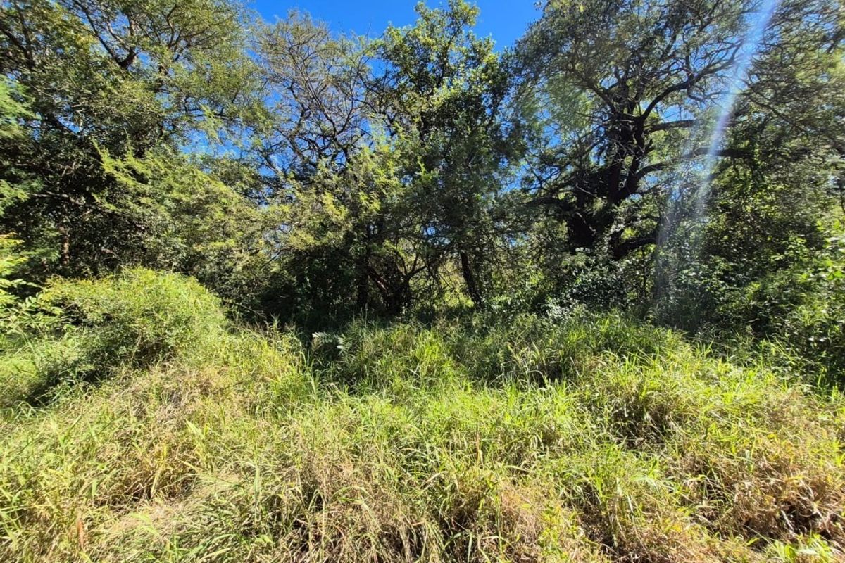 A view of a densely vegetated residential plot featuring mature trees and natural ground cover.