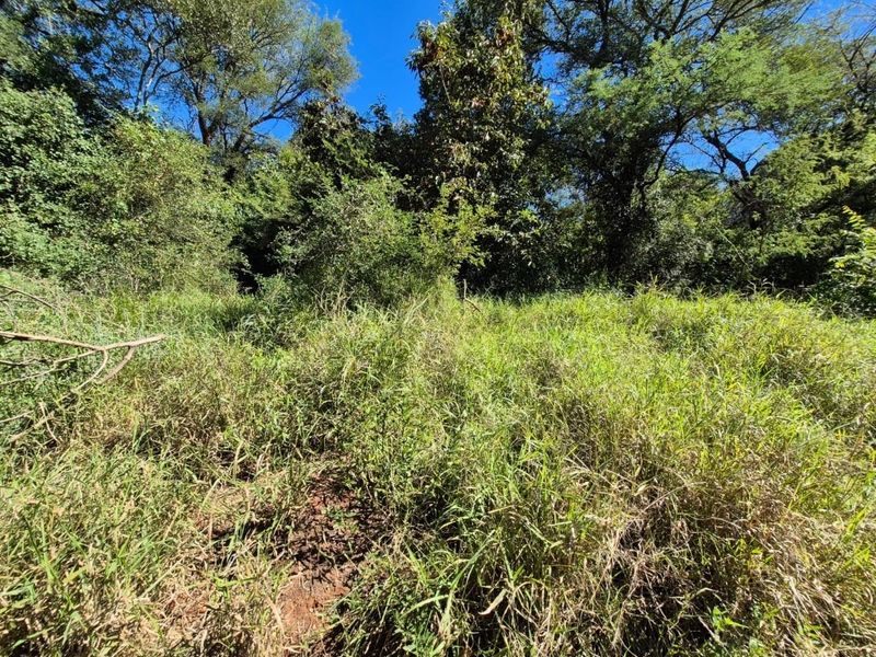 A view of the undeveloped residential land featuring dense natural vegetation and mature trees.