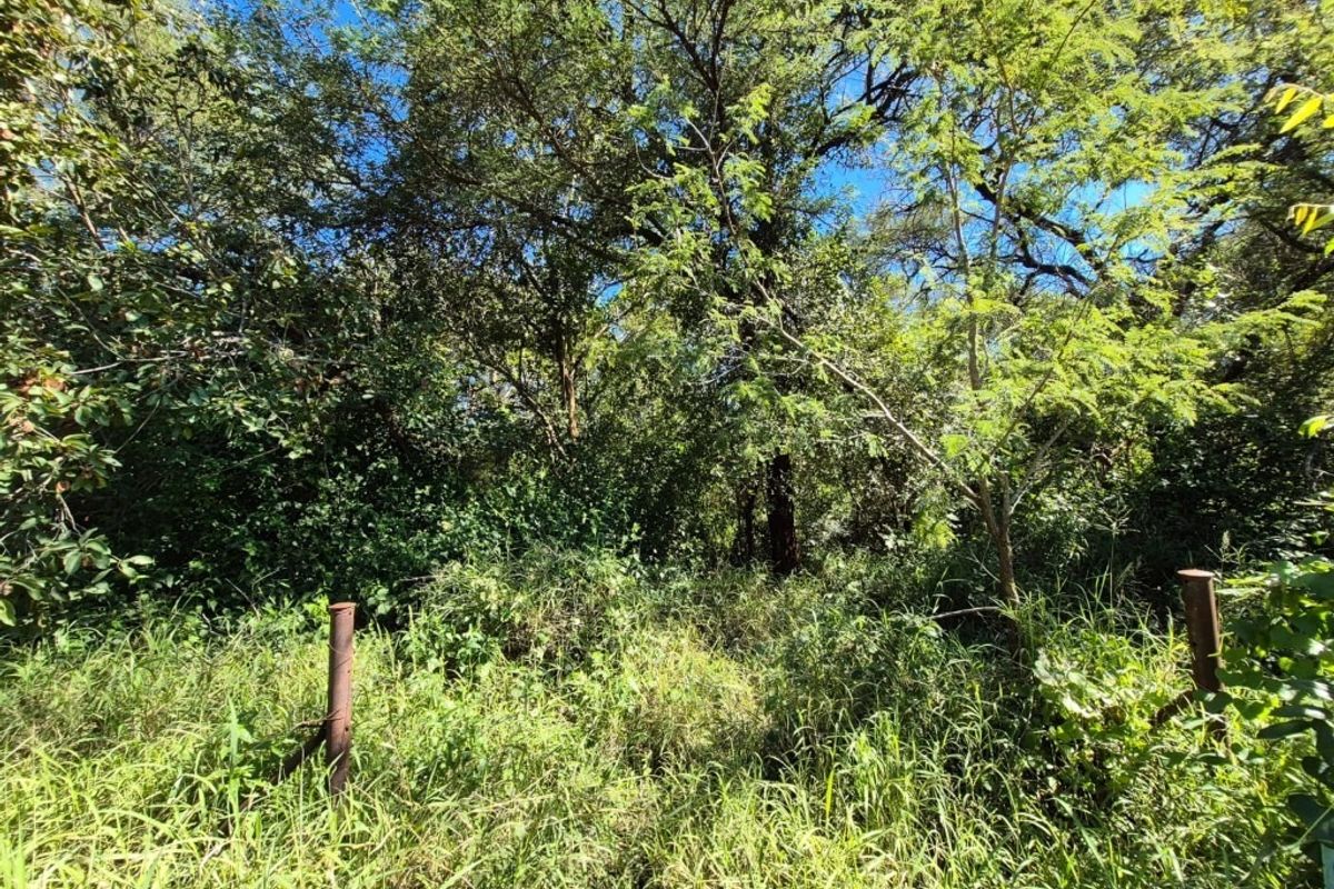 A view of a densely overgrown residential plot featuring mature trees and existing metal fence posts.