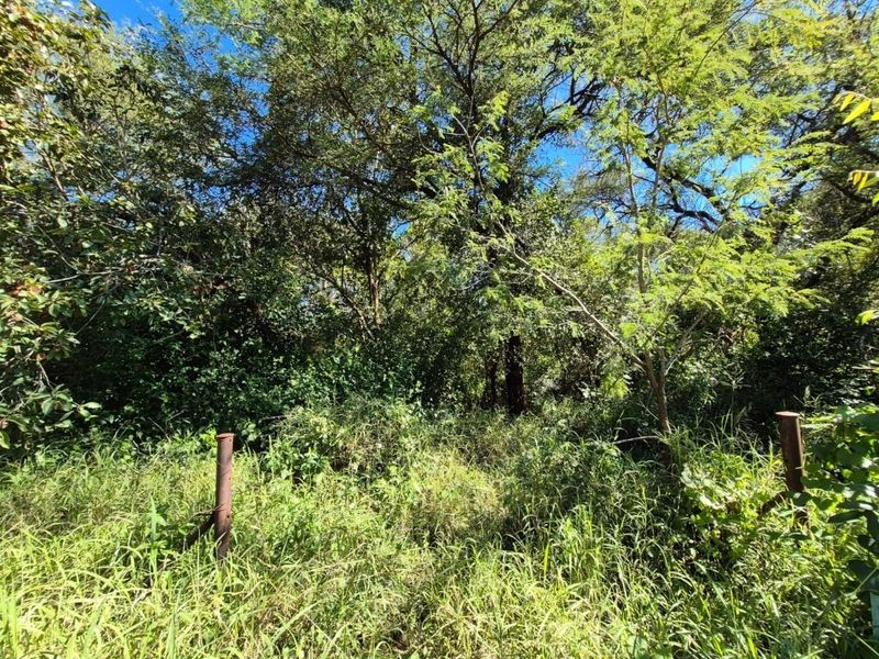 A view of a densely overgrown residential plot featuring mature trees and existing metal fence posts.