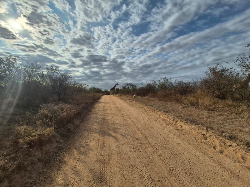 A view of a dirt access road winding through natural bushveld landscape on the vacant residential property.
