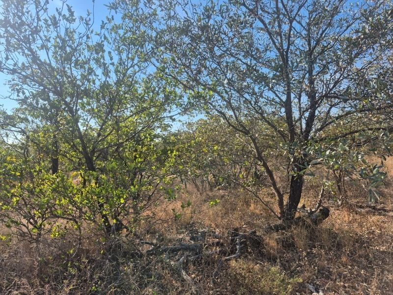 A view of the natural vegetation and established trees on the vacant residential land plot.