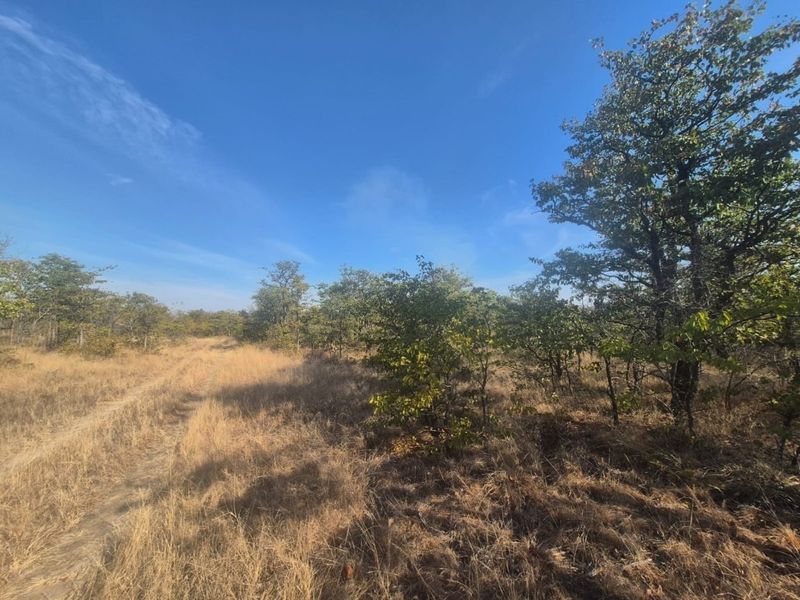 A view of the vacant residential land featuring natural bushveld vegetation and an existing dirt track.