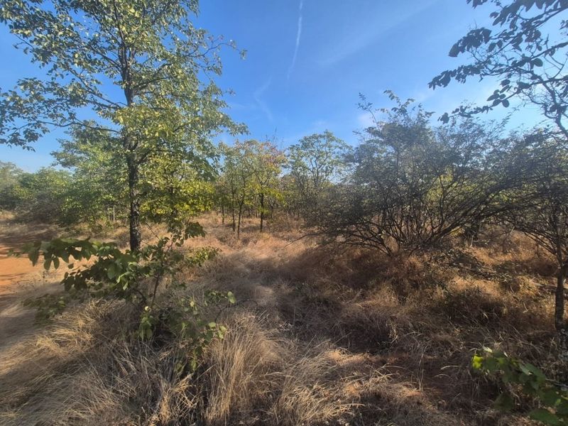 A view of the natural, undeveloped residential land featuring native trees and dry grass vegetation.