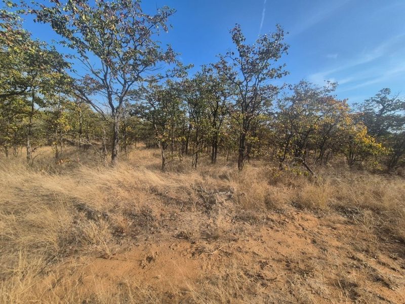A view of the natural, undeveloped residential land featuring native trees and dry grass cover.