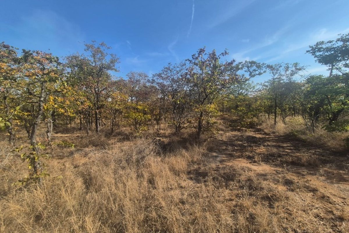 A view of the natural, undeveloped residential land featuring native trees and dry grass terrain.