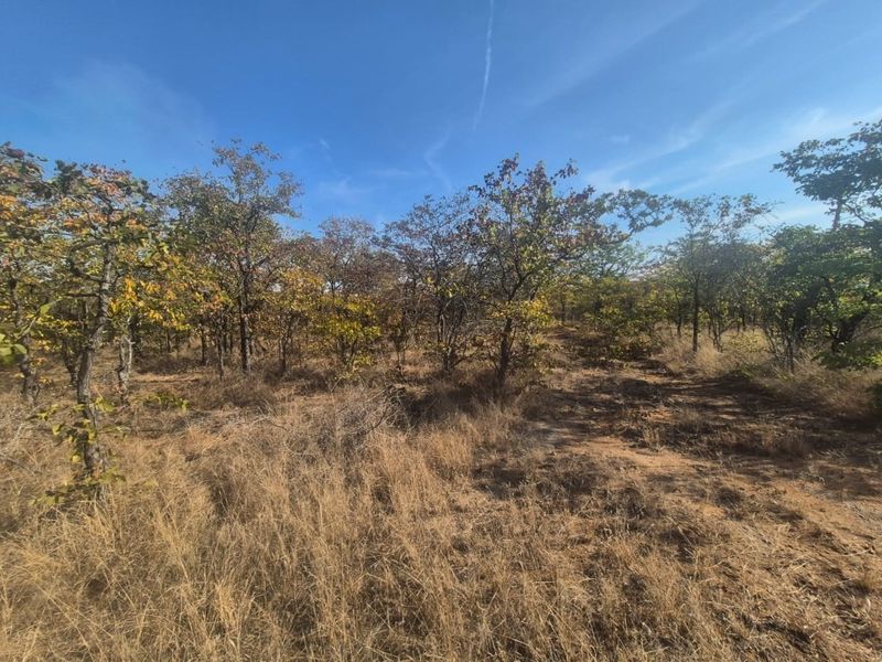 A view of the natural, undeveloped residential land featuring native trees and dry grass terrain.