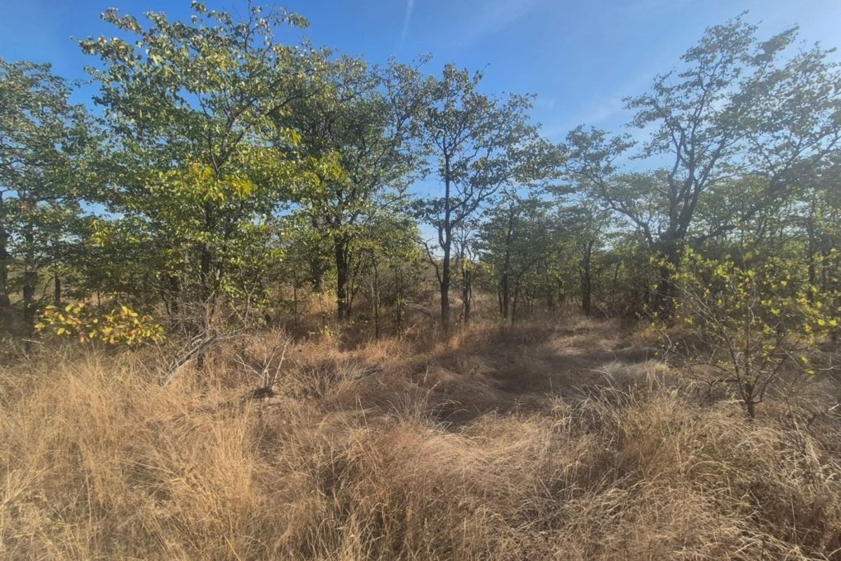 A view of the vacant residential land featuring established trees and natural dry grass coverage.