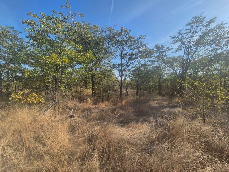 A view of the vacant residential land featuring established trees and natural dry grass coverage.