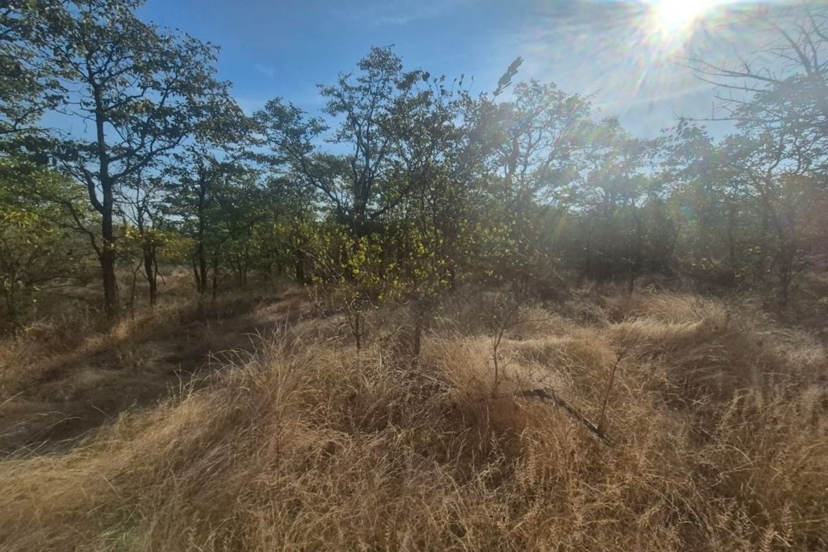 A view of the vacant residential land featuring natural vegetation, native trees, and dry wild grasses under a bright sunny sky.