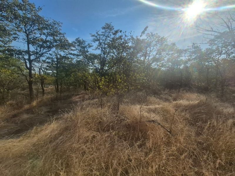 A view of the vacant residential land featuring natural vegetation, native trees, and dry wild grasses under a bright sunny sky.