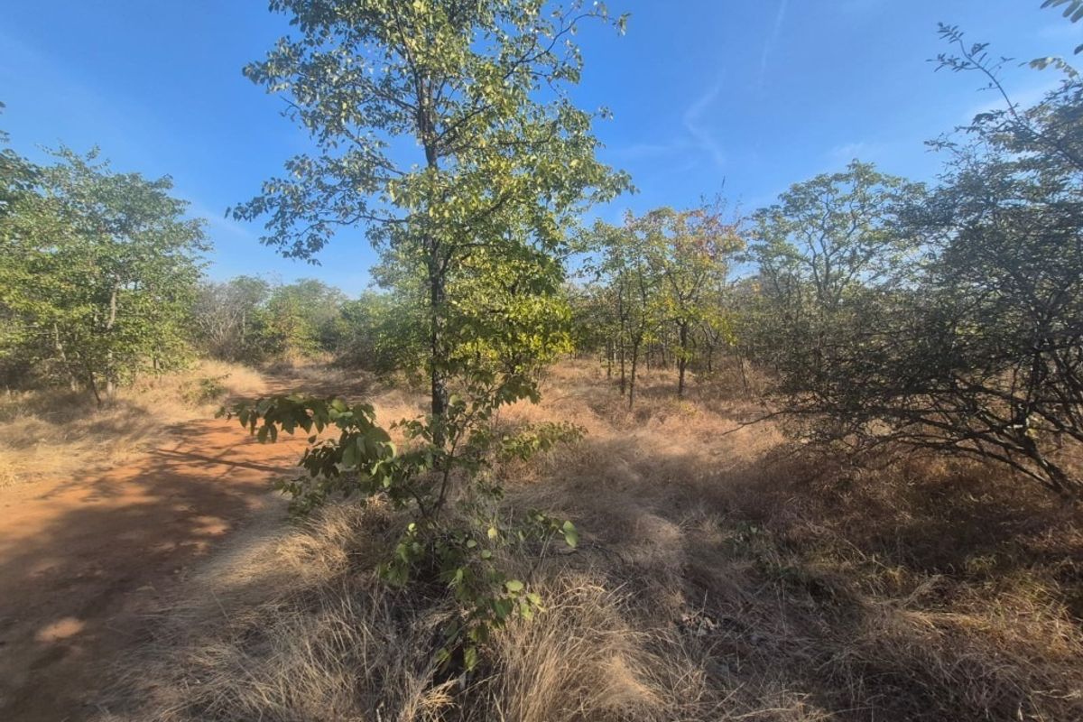 A view of the vacant residential land featuring natural indigenous trees, dry grass, and an existing dirt track.