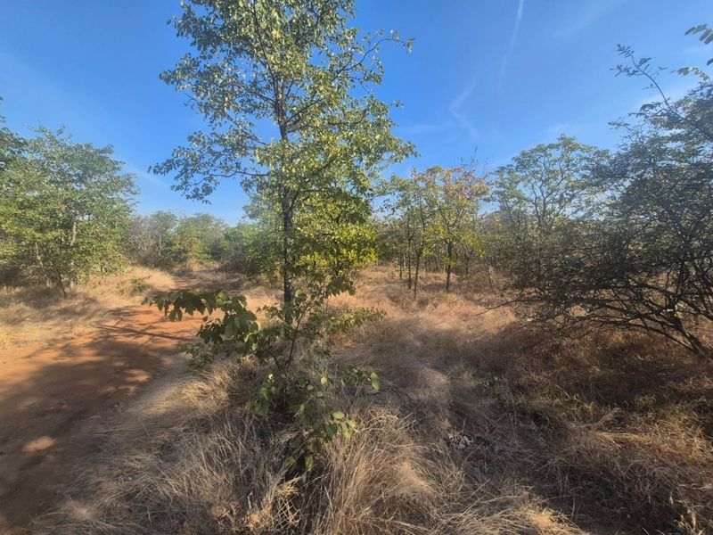 A view of the vacant residential land featuring natural indigenous trees, dry grass, and an existing dirt track.