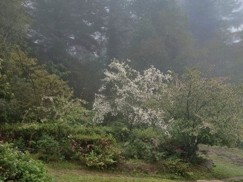A lush, misty garden setting featuring mature trees and flowering shrubs, creating a serene and natural outdoor environment.