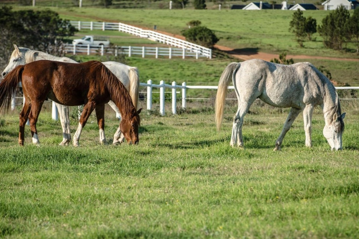 A view of a grassy paddock featuring post and rail fencing, suitable for equestrian use or residential development.