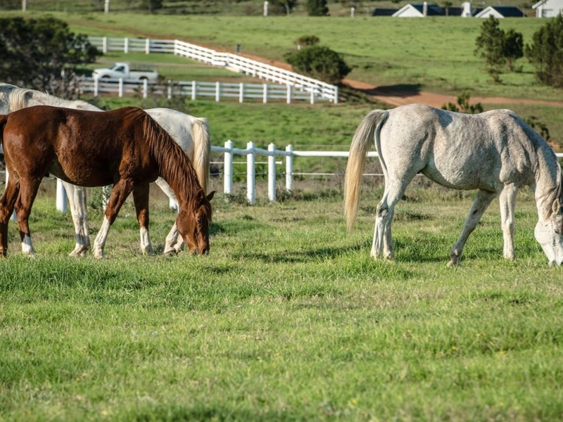 A view of a grassy paddock featuring post and rail fencing, suitable for equestrian use or residential development.
