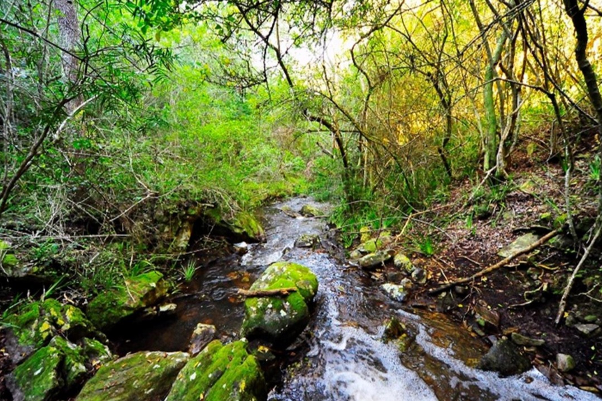 A scenic view of a natural stream flowing through a lush, wooded area with moss-covered rocks and dense native vegetation.