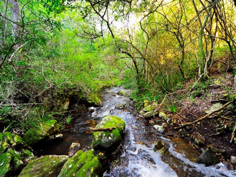 A scenic view of a natural stream flowing through a lush, wooded area with moss-covered rocks and dense native vegetation.
