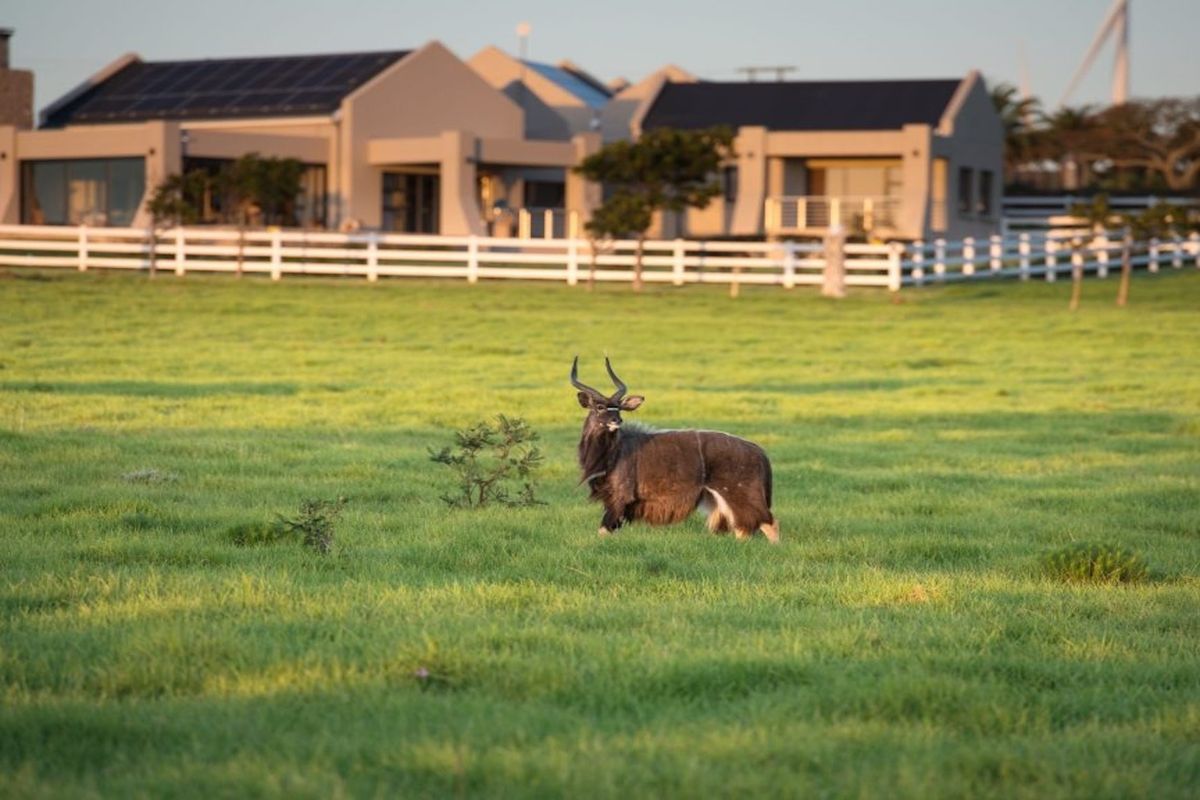 A view of a residential property with solar panels and a white fence, set against a grassy field with wildlife.