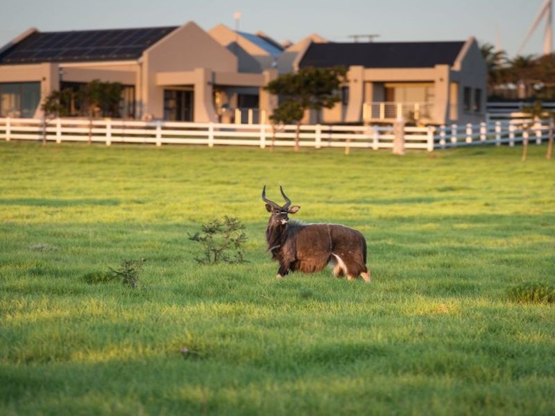 A view of a residential property with solar panels and a white fence, set against a grassy field with wildlife.