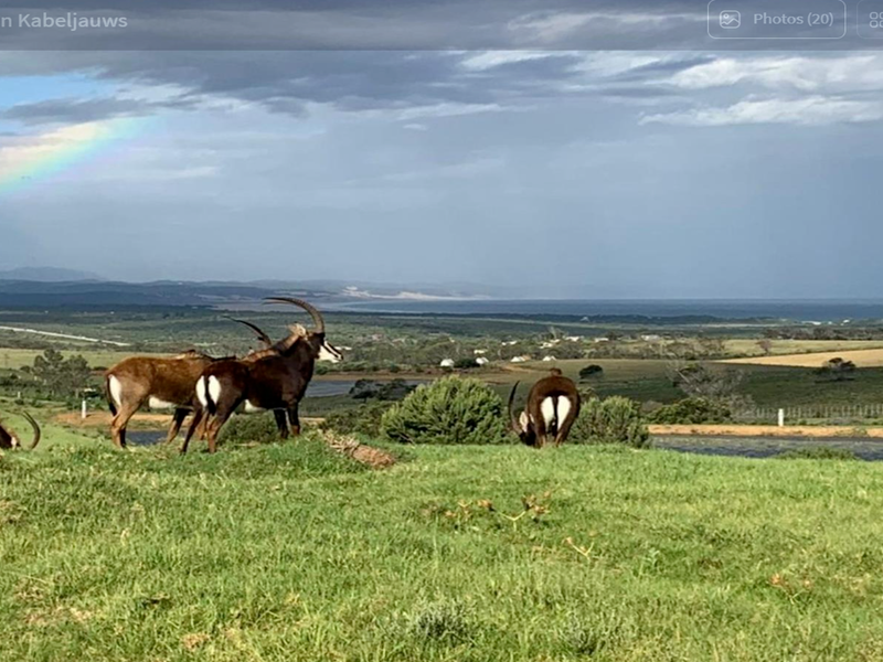Expansive scenic view overlooking rolling green landscape, distant coastline, and natural wildlife habitat on this vacant residential plot.
