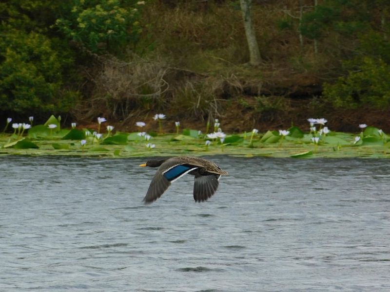 A scenic view of a natural water body featuring aquatic vegetation and local wildlife, highlighting the tranquil landscape of the property.