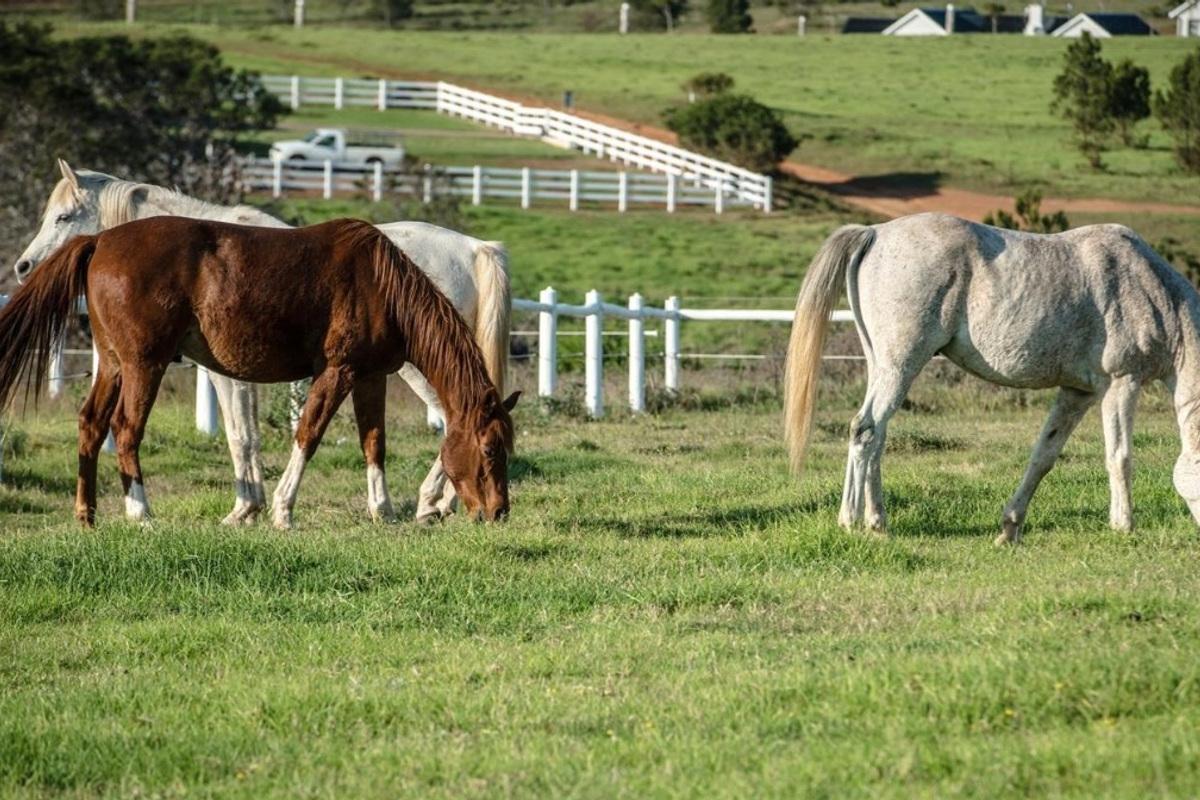 A view of a grassy paddock enclosed by white post and rail fencing, suitable for equestrian use.