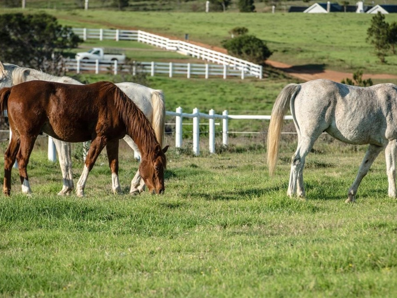 A view of a grassy paddock enclosed by white post and rail fencing, suitable for equestrian use.