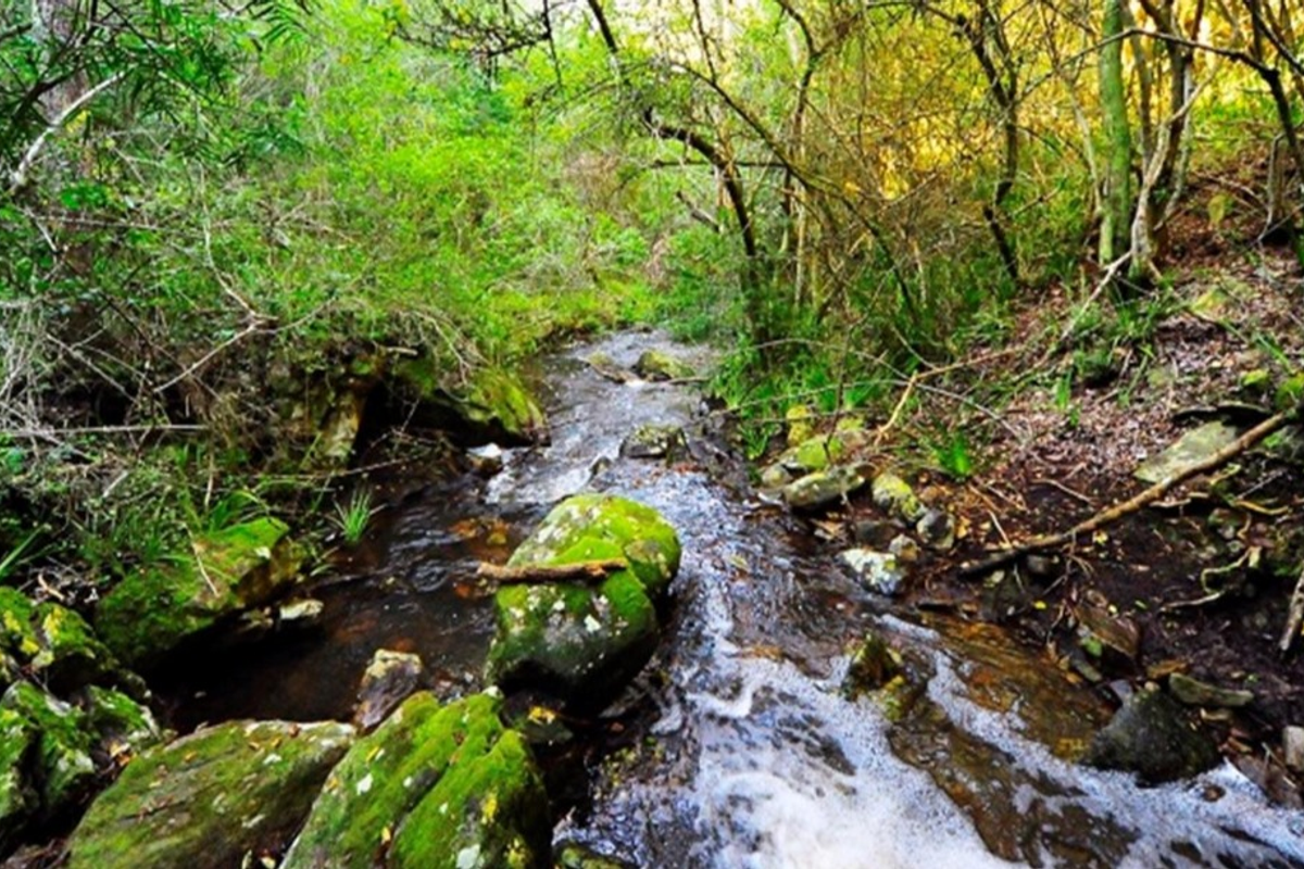A scenic view of a natural stream flowing through a lush, wooded area with moss-covered rocks and dense indigenous vegetation.
