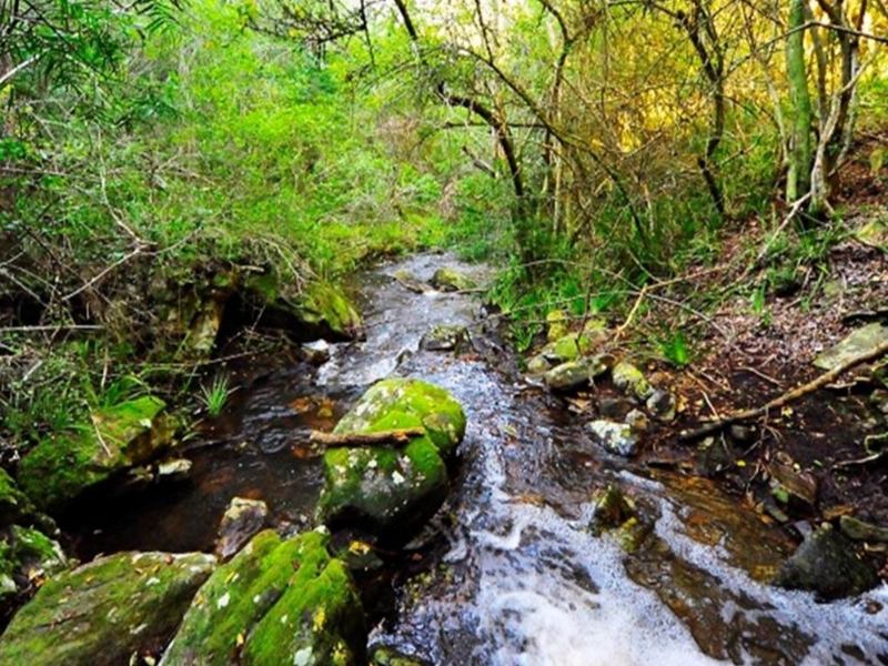 A scenic view of a natural stream flowing through a lush, wooded area with moss-covered rocks and dense indigenous vegetation.